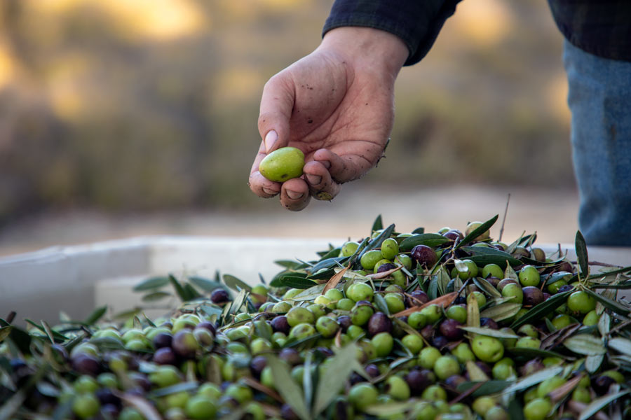 Pasolivo olive in hand