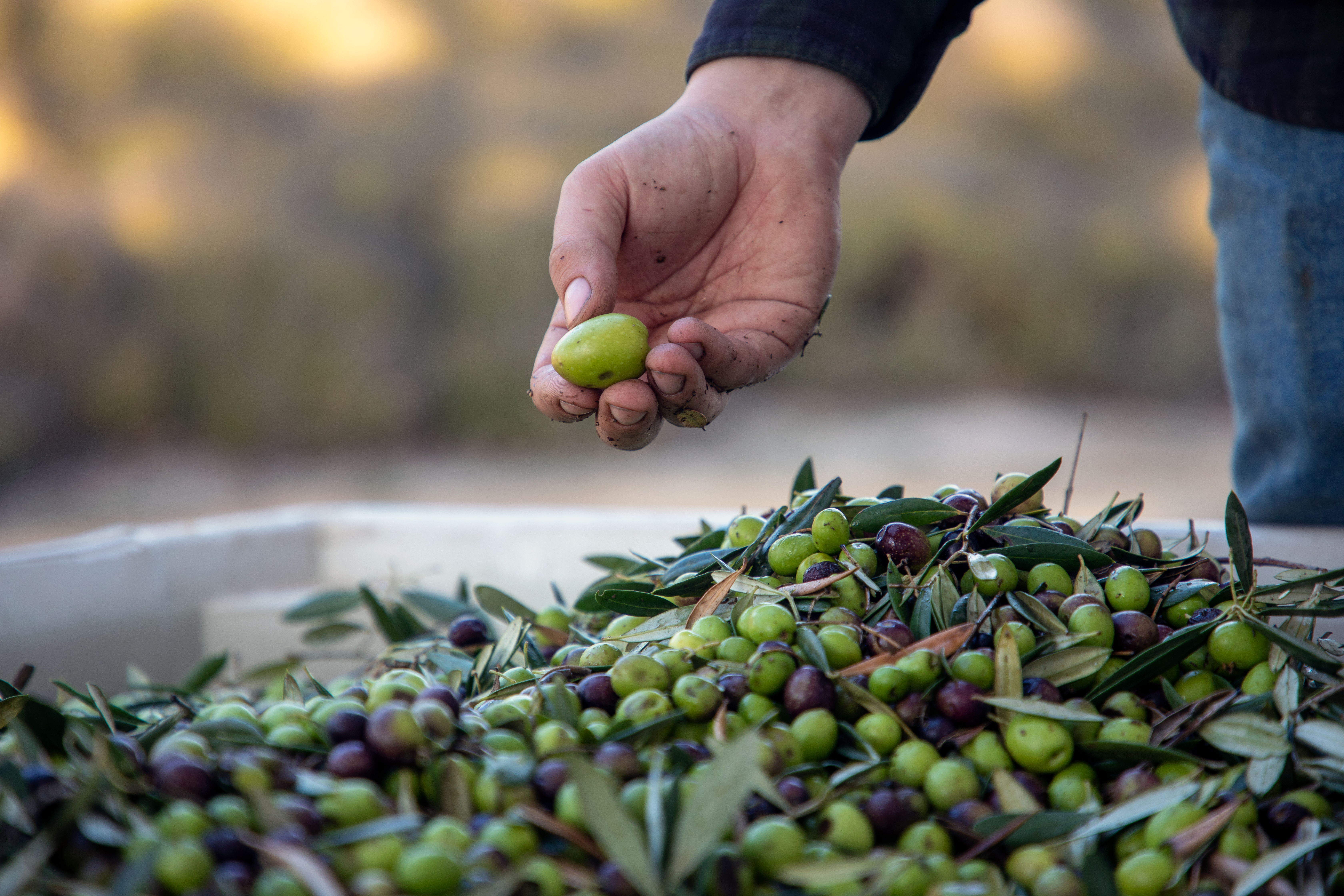 Hand holding Pasolivo olive